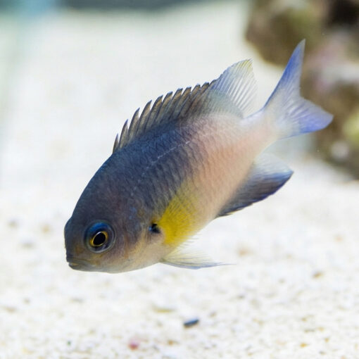 Bicolor Damsel - Image 3