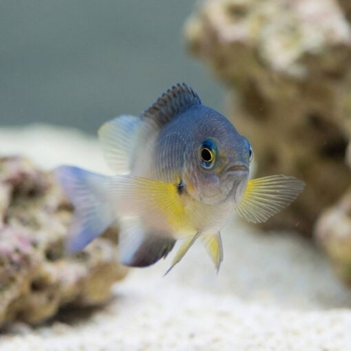 Bicolor Damsel - Image 4