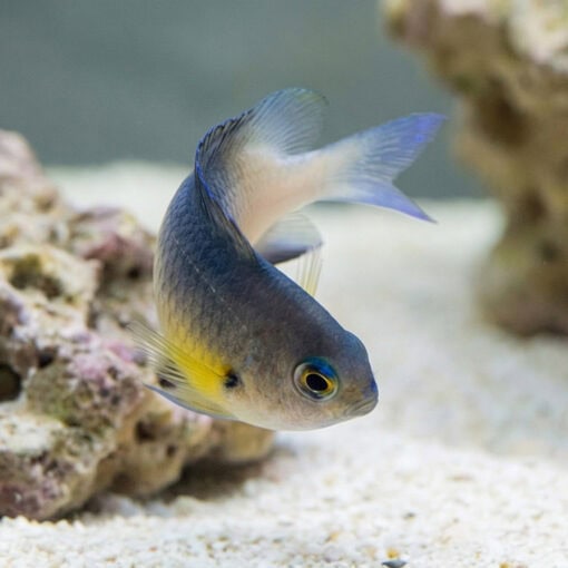 Bicolor Damsel - Image 5