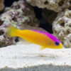 Bicolor Dottyback