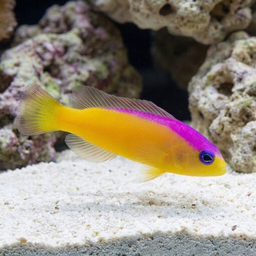 Bicolor Dottyback