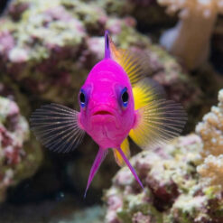 Alternative view of Bicolor (Royal) Dottyback