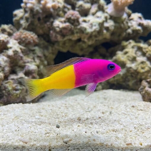 Bicolor (Royal) Dottyback - Image 3