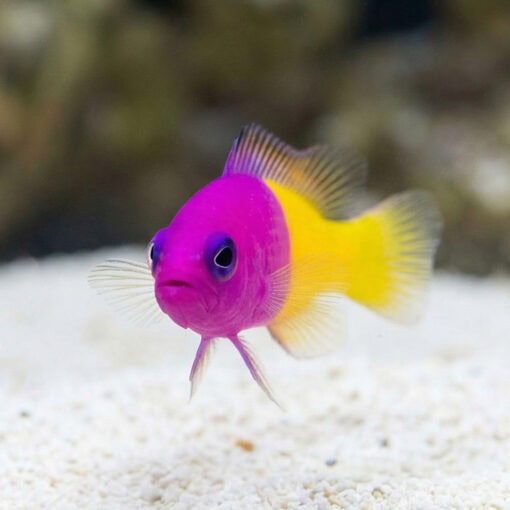 Bicolor (Royal) Dottyback - Image 4