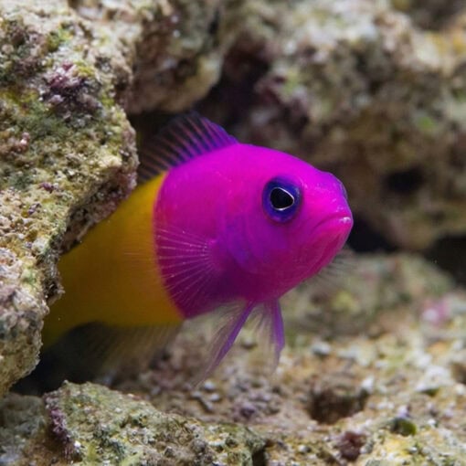 Bicolor (Royal) Dottyback - Image 5