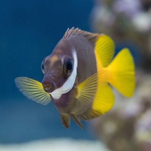 Fiji Bicolor Foxface - Image 2