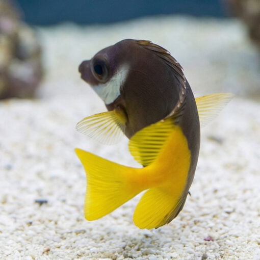 Fiji Bicolor Foxface - Image 3