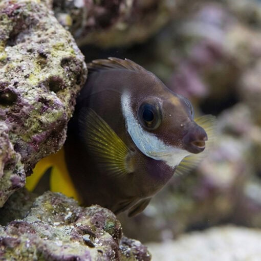 Fiji Bicolor Foxface - Image 4