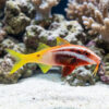 Bicolor Goatfish