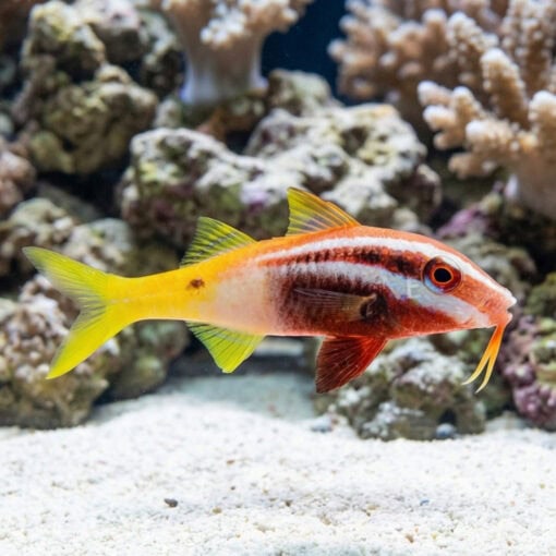 Bicolor Goatfish