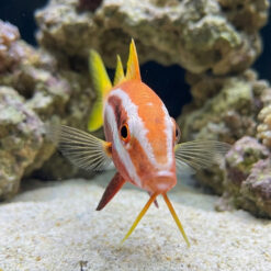 Alternative view of Bicolor Goatfish