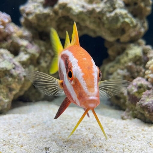 Bicolor Goatfish - Image 2