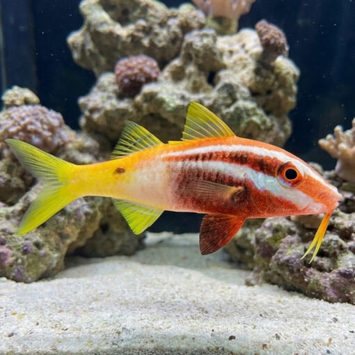 Bicolor Goatfish - Image 3