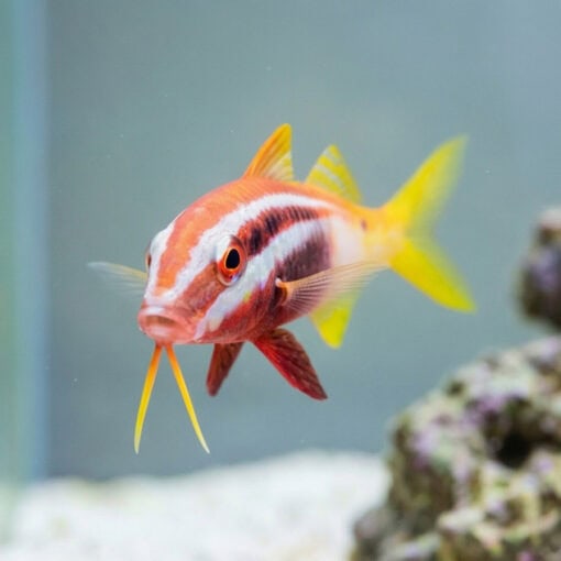 Bicolor Goatfish - Image 4
