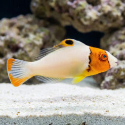 Bicolor Parrotfish