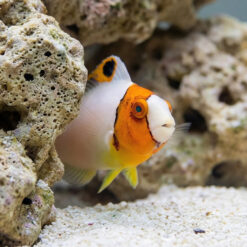Alternative view of Bicolor Parrotfish