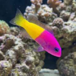 Bicolor (Royal) Dottyback