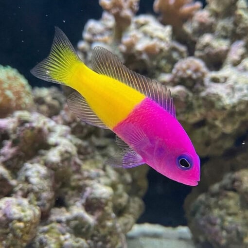 Bicolor (Royal) Dottyback