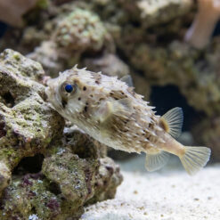 Alternative view of Birdbeak Burrfish