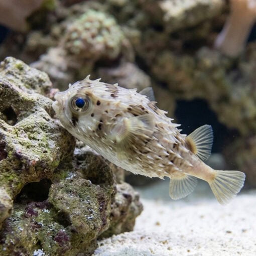 Birdbeak Burrfish - Image 2