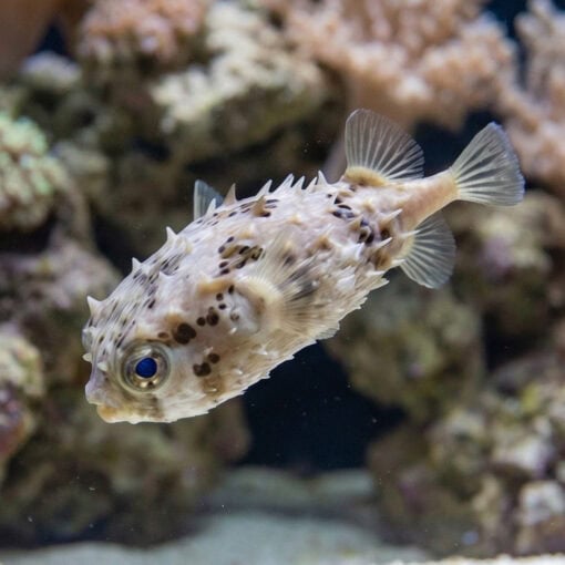 Birdbeak Burrfish - Image 3