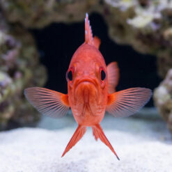 Alternative view of Popeye Catalufa