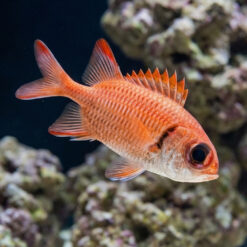 Bigeye Soldierfish