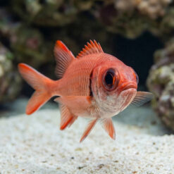 Alternative view of Bigeye Soldierfish