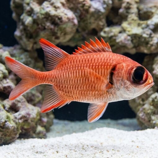 Bigeye Soldierfish - Image 3