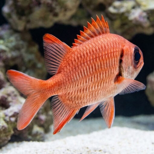 Bigeye Soldierfish - Image 4
