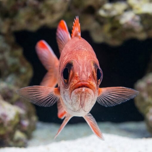 Bigeye Soldierfish - Image 5