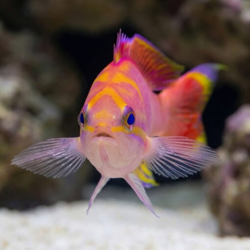 Bimaculatus Anthias - Image 3