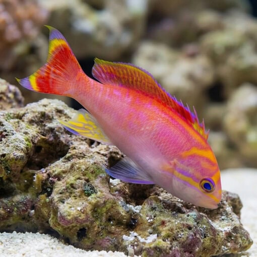 Bimaculatus Anthias - Image 4