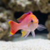 Bimaculatus Anthias