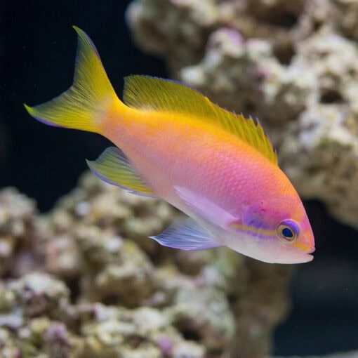 Bimaculatus Anthias - Image 2