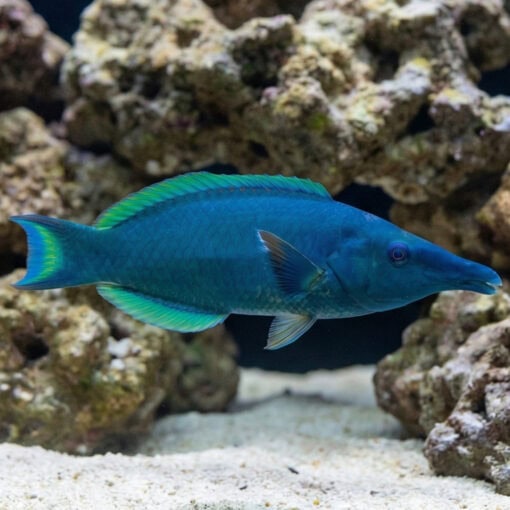 Bird Wrasse - Image 3
