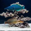 Bird Wrasse