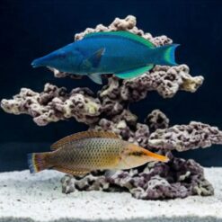 Bird Wrasse