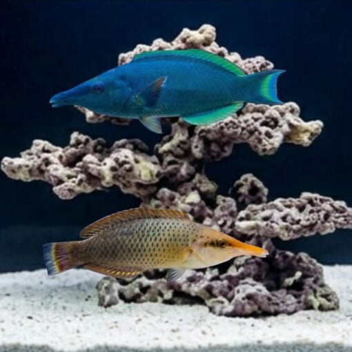 Bird Wrasse