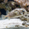 Birdbeak Burrfish