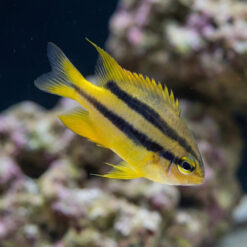 Black and Gold Chromis