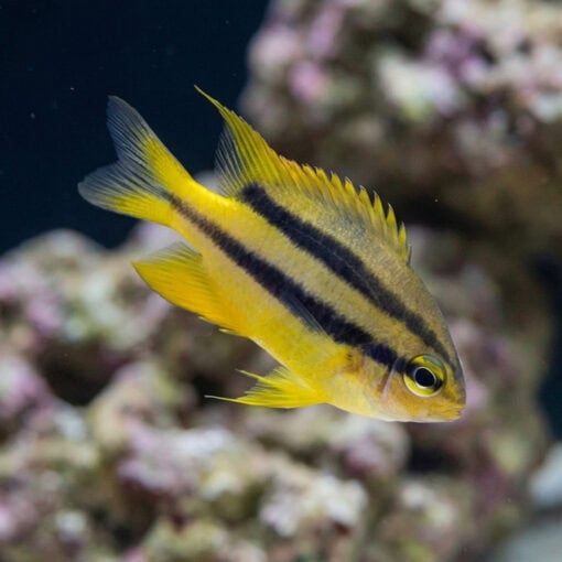 Black and Gold Chromis
