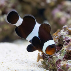 Black and White Ocellaris Clownfish: Captive Bred