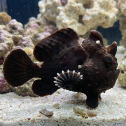 Black Angler