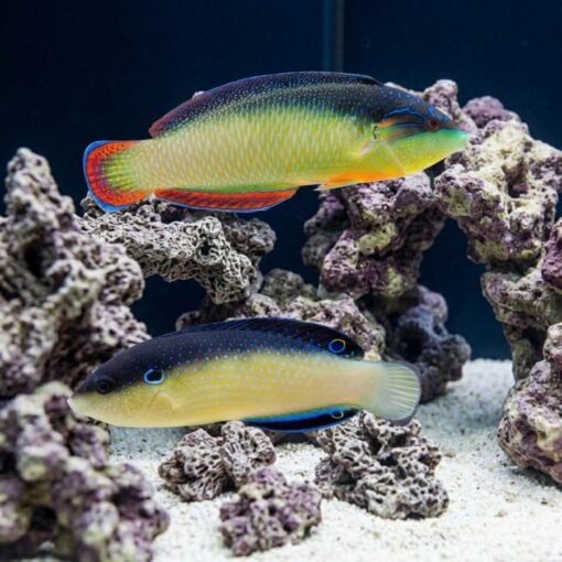 Black-Backed Wrasse
