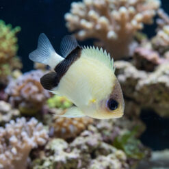 Black Bar Chromis