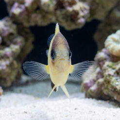 Alternative view of Black Bar Chromis