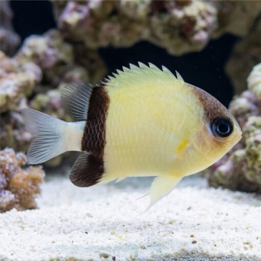 Black Bar Chromis - Image 3