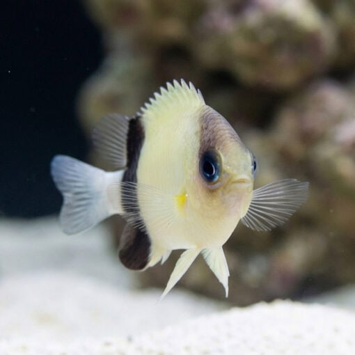 Black Bar Chromis - Image 4