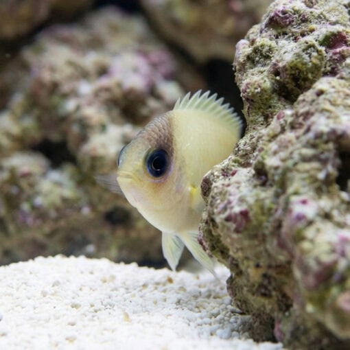 Black Bar Chromis - Image 5